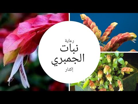 فيديو: زراعة نباتات الروبيان: كيفية العناية بنبات الروبيان