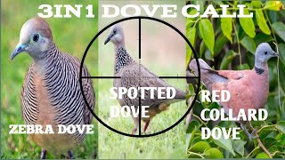 #Spotted Dove #Zebra Dove #Red Collard Dove Bird Call 3in1