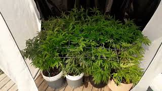 Fix High PH with Blood Meal #cannabis #howtogrow #weed #bloodmeal #growupdate