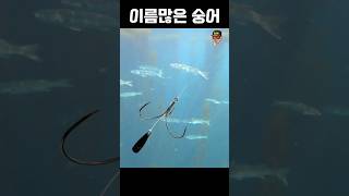 숭어훌치기를 하는이유#낚시#훌치기