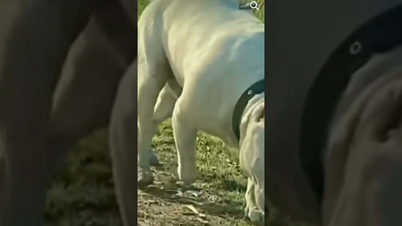 Pitbull gang ka new dog🥳