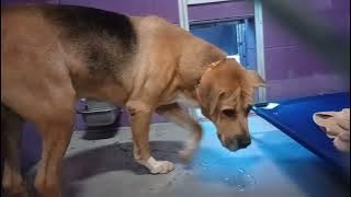 Nugget 5y Pet Id 946758 kennel 15 HSSAZ shelter he gets barky @ new people but he's a love2025103183