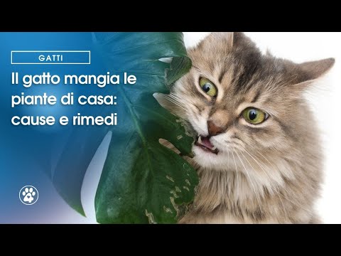 Il gatto mangia
