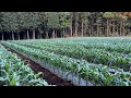 立ち直りやり直し とうもろこし穂が出てきた 東京MER最高すぎて仕事楽々 5/9