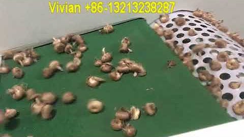 Flower Seed Ball Grading Sorting Machine from Vivian +86 13213238287