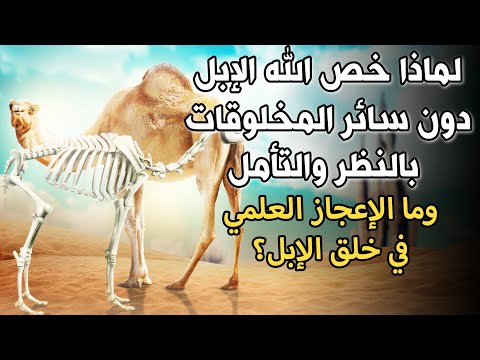 لماذا دعانا اللهﷻ للنظر إلى الإبل الإعجاز العلمي في الإبل معلومات وحقائق مذهلة سترتعش من عظمة الله