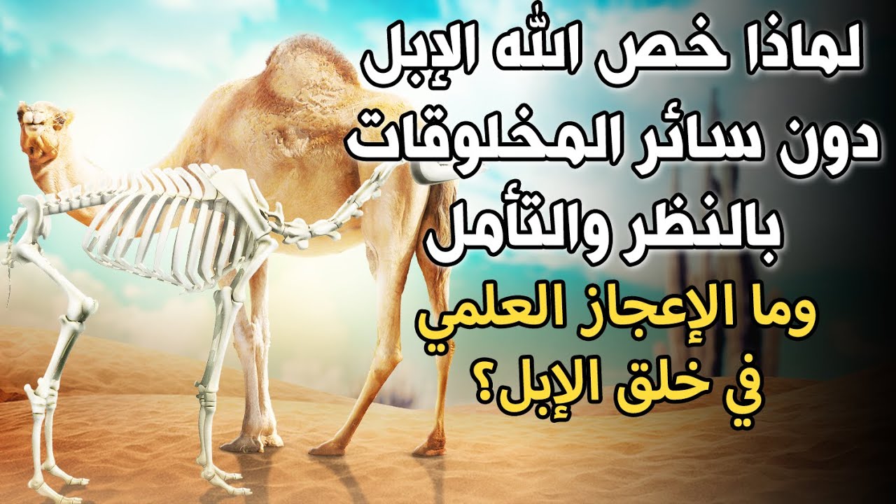 لماذا دعانا اللهﷻ للنظر إلى الإبل؟الإعجاز العلمي في الإبل..معلومات وحقائق مذهلة| سترتعش من عظمة الله