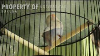 Pancingan lovebird ngekek untuk merangsang bunyi langsung ngekek panjang