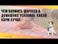 Чем кормить шарпеев в домашних условиях: какой корм лучше