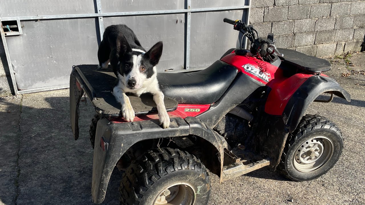 Nedwin Shep - Lot 2 Skipton Online.