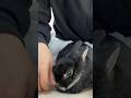 うさぎの願いが叶った時の顔が可愛すぎました #short #うさぎ #bunny #rabbit