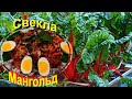 Редкая гостья на столе,а зря.Польза и вред для здоровья.Модный салат из радужной овощной палитры