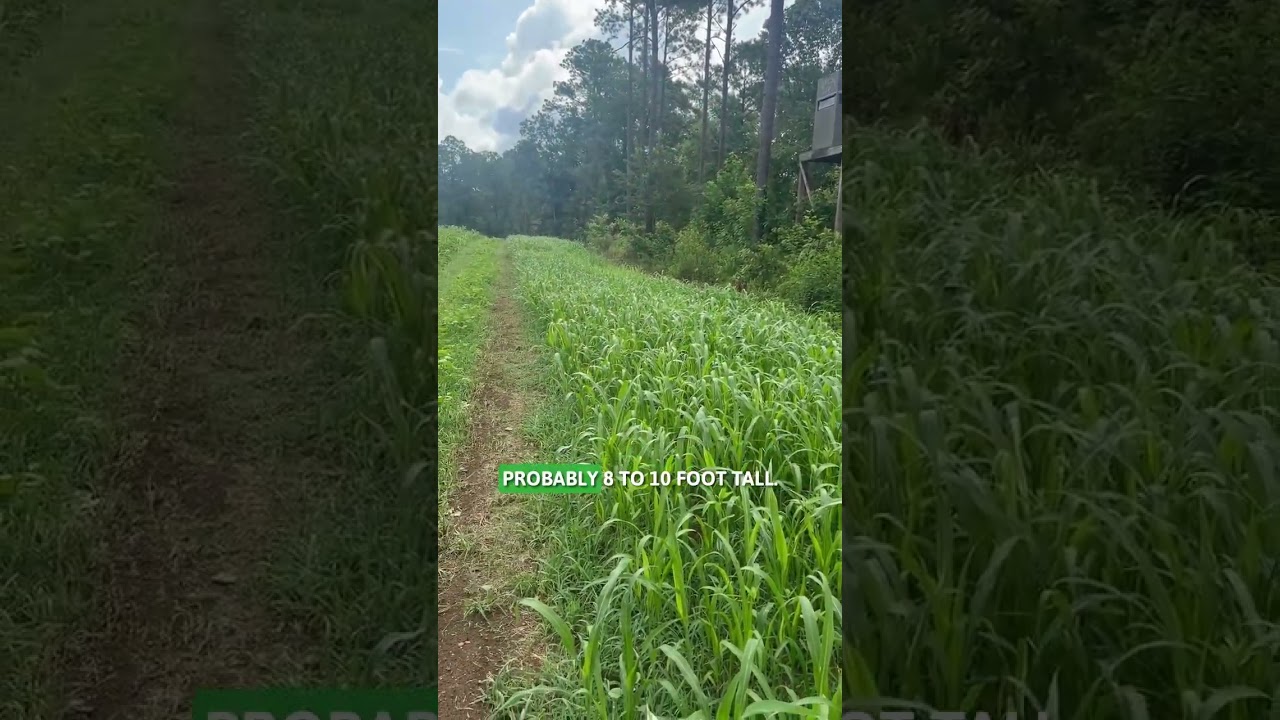 Borderline well on it's way to providing easy access to and from this blind this fall! 