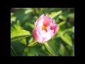 芍薬の花が咲くところ