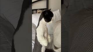 Cats: Your Ticket to Excitement and Fluff Ball Fights! #shorts