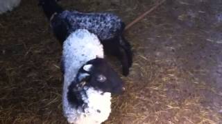 MIS OVEJAS EN VENTA UDABE-NAVARRA