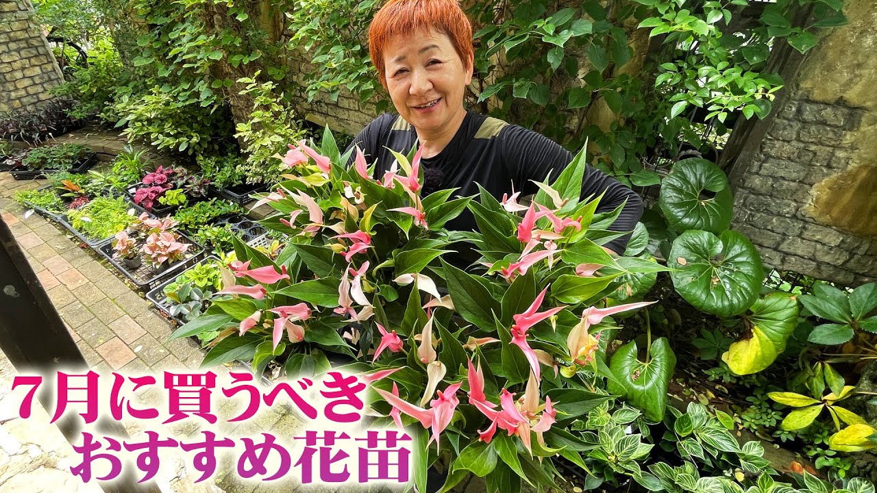7月に買うべき宿根草と一年草】今回は暑い夏に備えて熱帯性の観葉植物 