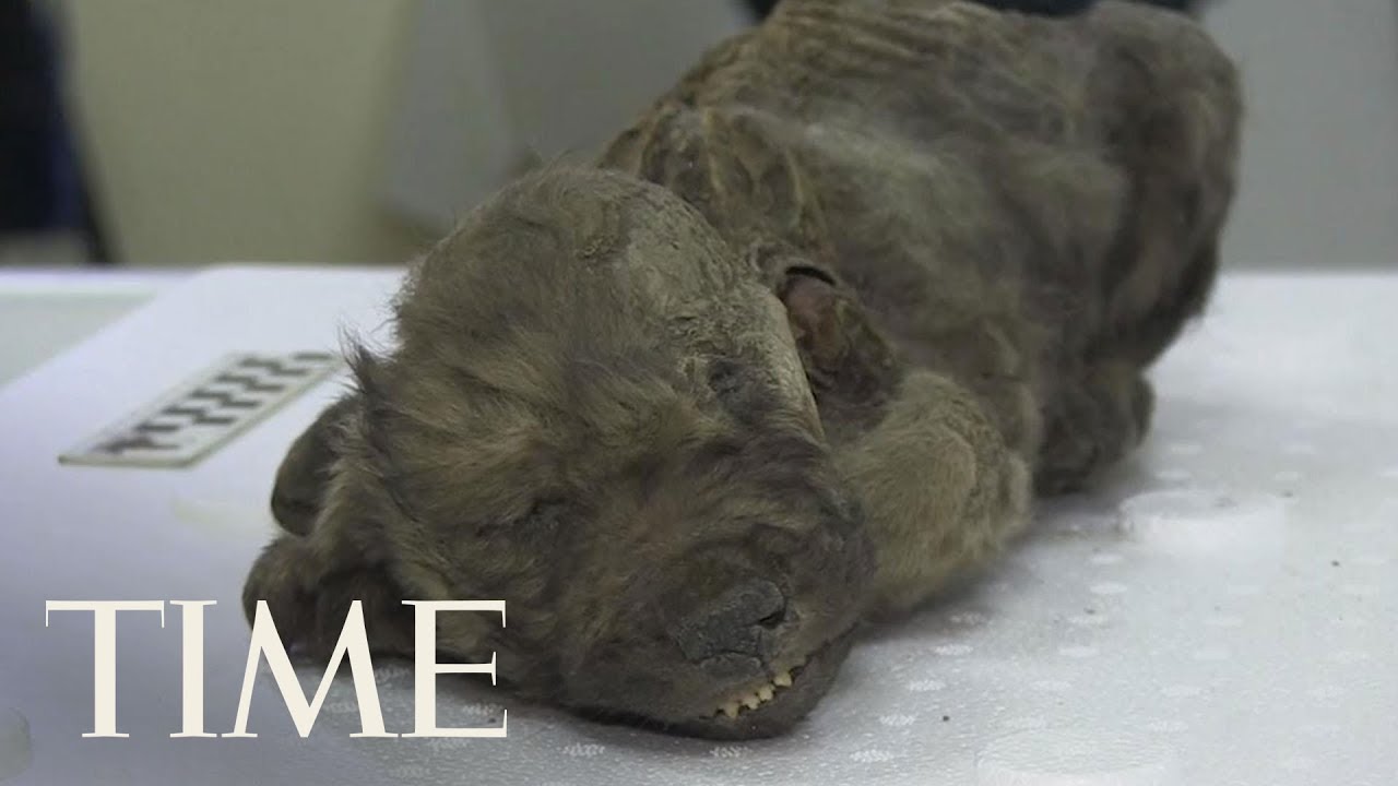 Russian Scientists Show Off 18,000-Year-Old Prehistoric Puppy Preserved In Permafrost | TIME