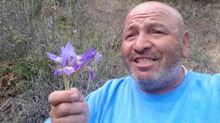 Hastane Önünde Incir Ağacı