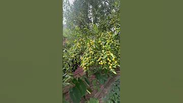 Sugarcane Jujube 8 6 2025 