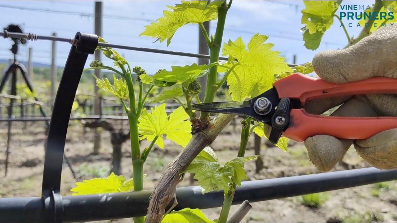 Vine pruning courses online by VINE MASTER PRUNERS Academy screencast