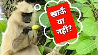 इन्हें कैसे पता कौन सा फल खाना है, कौन नहीं?|Viral Video 2021|#shorts