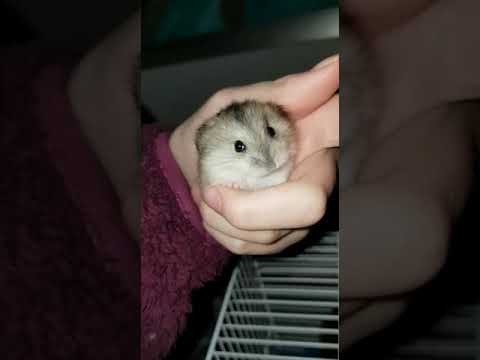 scared screaming hamster - YouTube