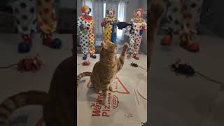 #cat #shortsvideo #funny #pets #viral #gatos #gatitos #adoreble