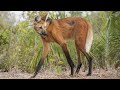 El Lobo de Crin: Criaturas Híbridas entre Zorro,Lobo y Perro | Secreto del Guará