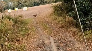 SC Deer Dog Drives 12/08/23: Billy and Brad visiting another club. Plenty of races and deer.