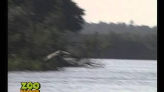 Entre Ríos, La Garza Mora y Blanca - Zoo Bichos