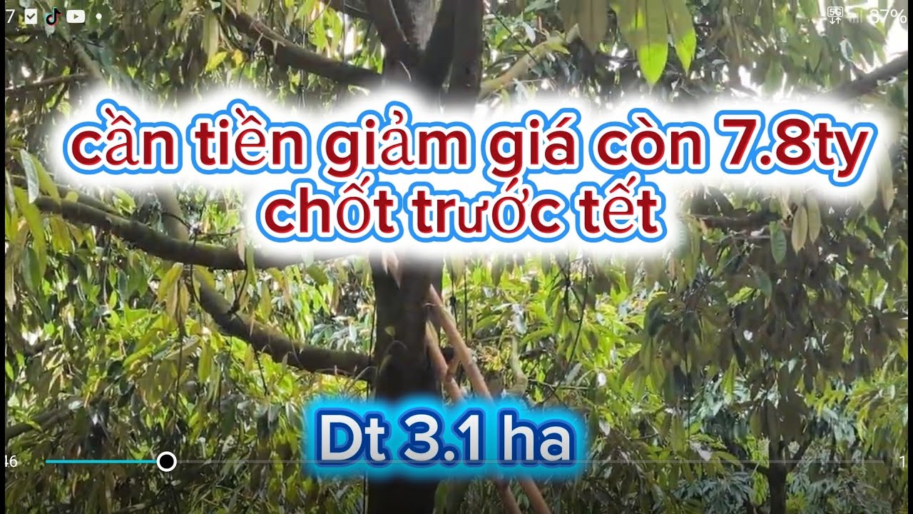 giảm  mạnh bán trước tết dt 3.1ha sâu thu mạnh giá còn 7.8ty.