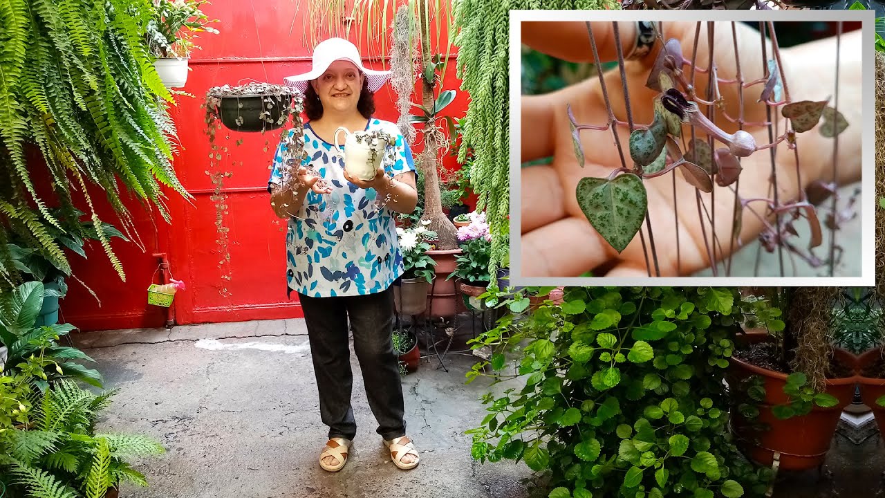 Ceropegia Woodii o Collar de Corazones suculenta hermosa, TODO SOBRE ELLA!