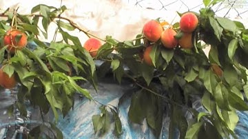 Thumbnail of 22.Поспели Вишни _Виктор Королёв