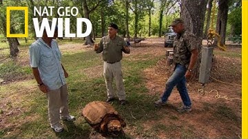 Gator Snapper Bite Force | Dangerous Encounters