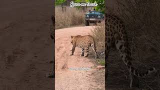 Amazing evening sighting jhalana #wildlifephotography #leopard #wildcats #rajsthantourism #jaipur