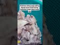wetfood puding kepala ayam