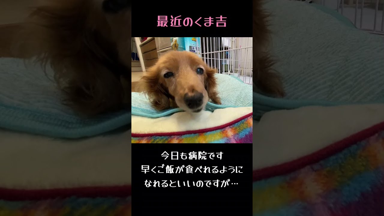 老犬 果物だけ食べれるようになりました ダックスフンド Shorts Youtube