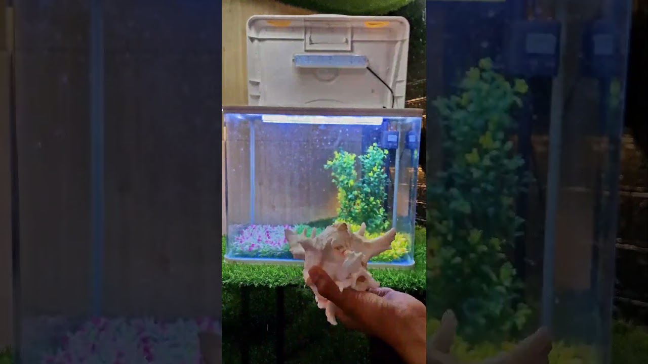 Milky Koi Carp 🥰🤩