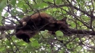 Кот или кошка лежит и спит на дереве (серия 2) Кот или кошка лежит и спит на дереве (серия 2)