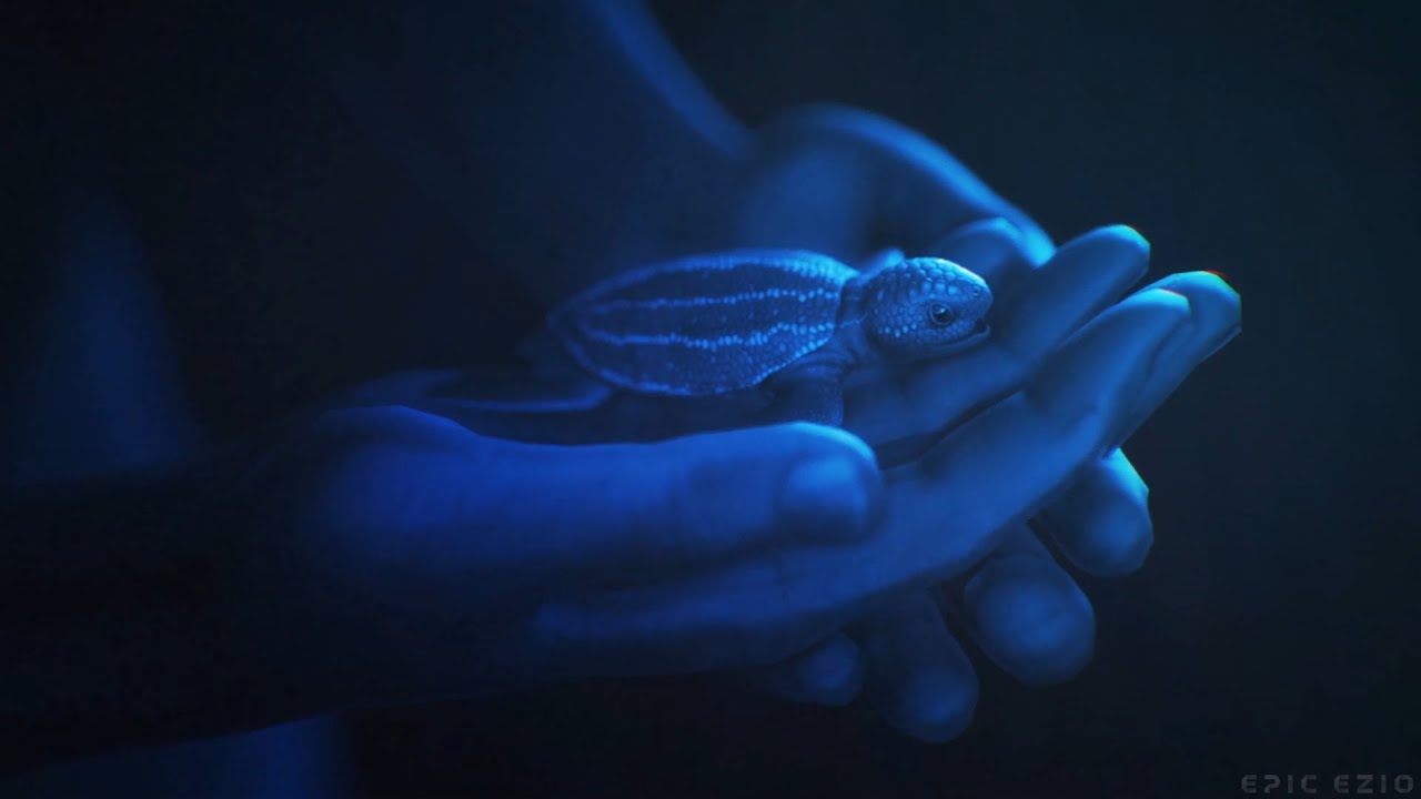 Beyond Blue | A Deep Sea Adventure | Gameplay Walkthrough - YouTube