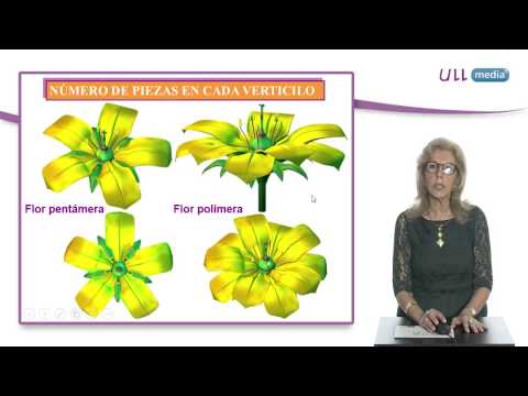 Vídeo: Diferencia Entre Flor Actinomórfica Y Cigomórfica