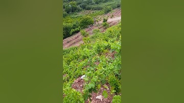 سورة الإنسان  بصوت القارئ أحمد الكردي