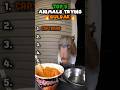 Top 5 Sora Ai Animals Trying the Spiciest Buldak Noodles 🔥 (Part 9) #shorts #viral #fyp #compilation