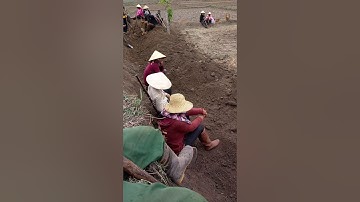 cánh đồng Kơ Dơ 2017