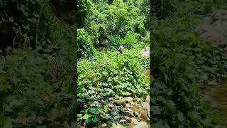 El río del Roble