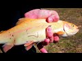 Rainbow Trout in Louisiana!  LDWF's Get Out &amp; Fish program