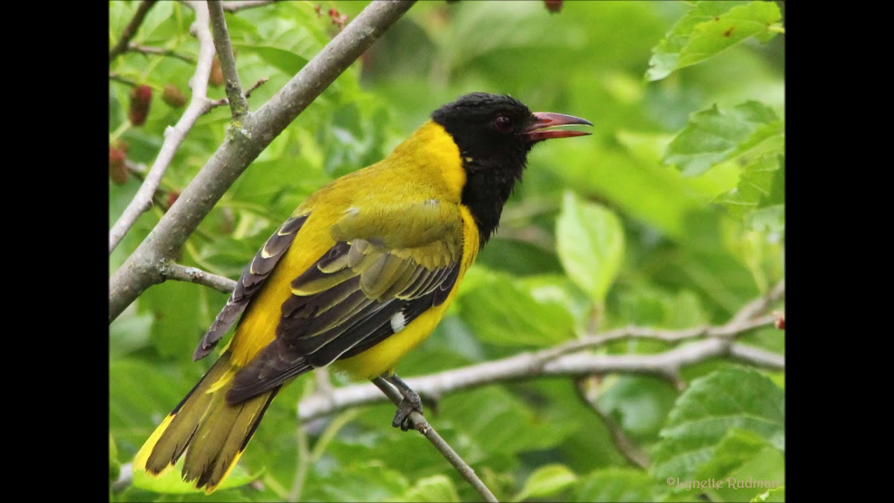 Black headed Oriole duet