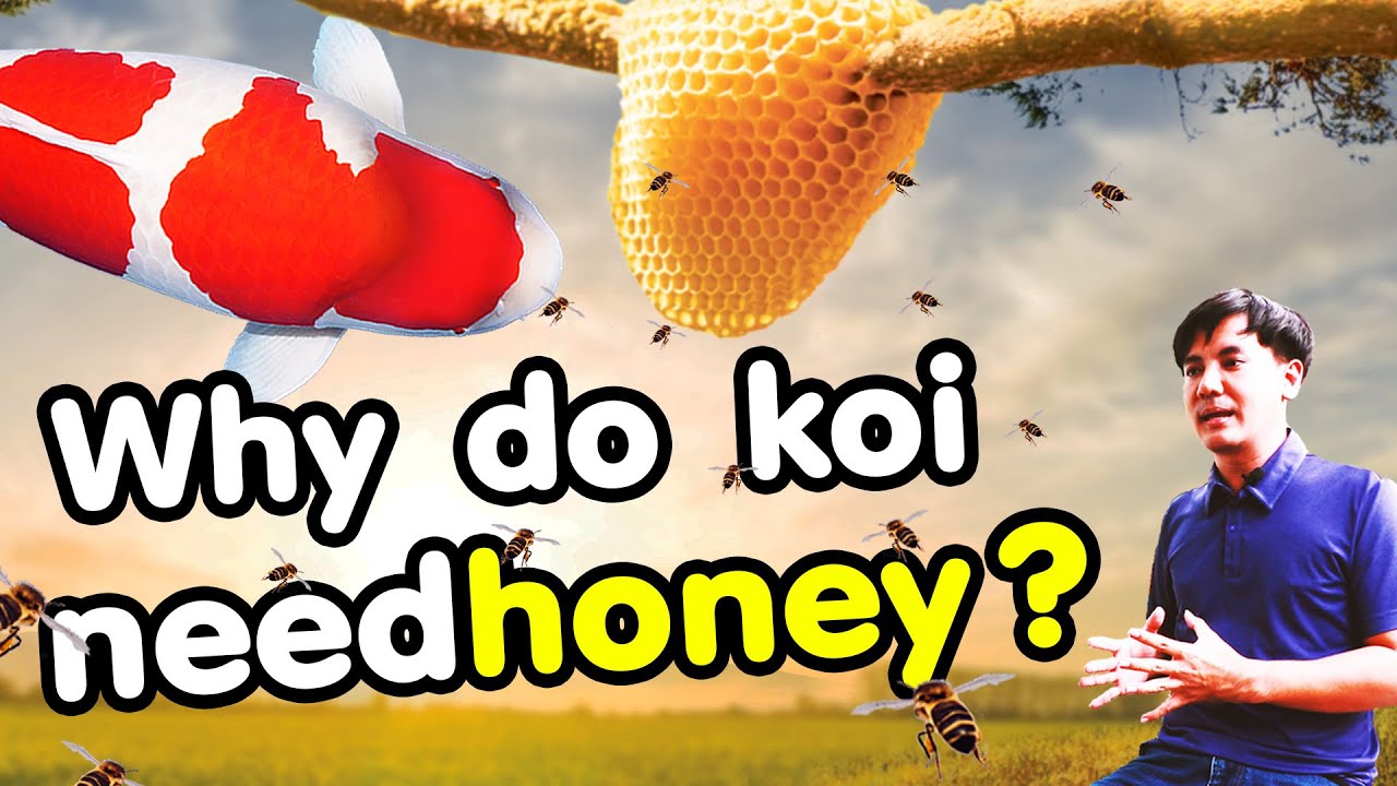 Do Koi Need To Be Fed Everyday Do Koi Need To Be Fed Everyday