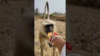 Biscuit Or Candy? Monkey Decides